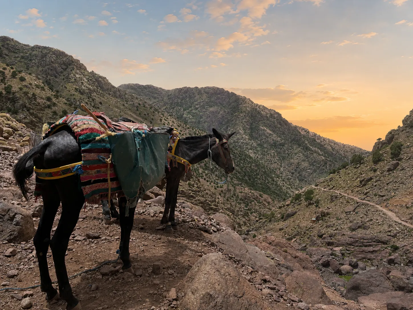 A pack mule carrying luggage on a mountain trail in the High Atlas