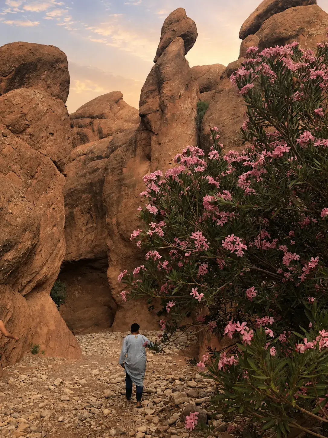 Traveller walking through the Dadès Gorge surrounded by pink flowering oleander