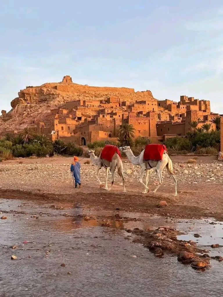 Guide leading camels across the riverbed below the UNESCO Kasbah of Ait Ben Haddou