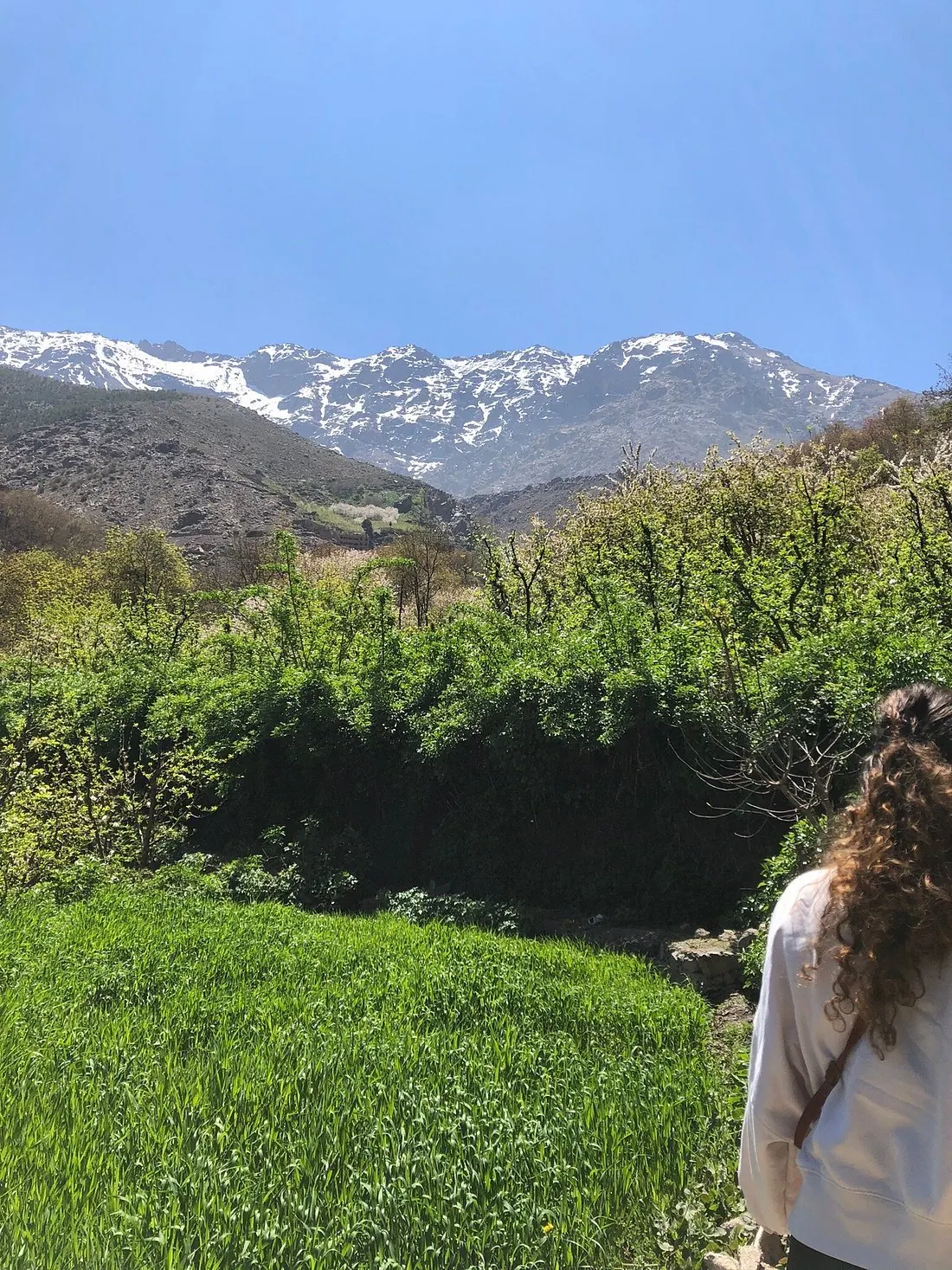 Lush spring greenery in the High Atlas foothills with snow-capped peaks above