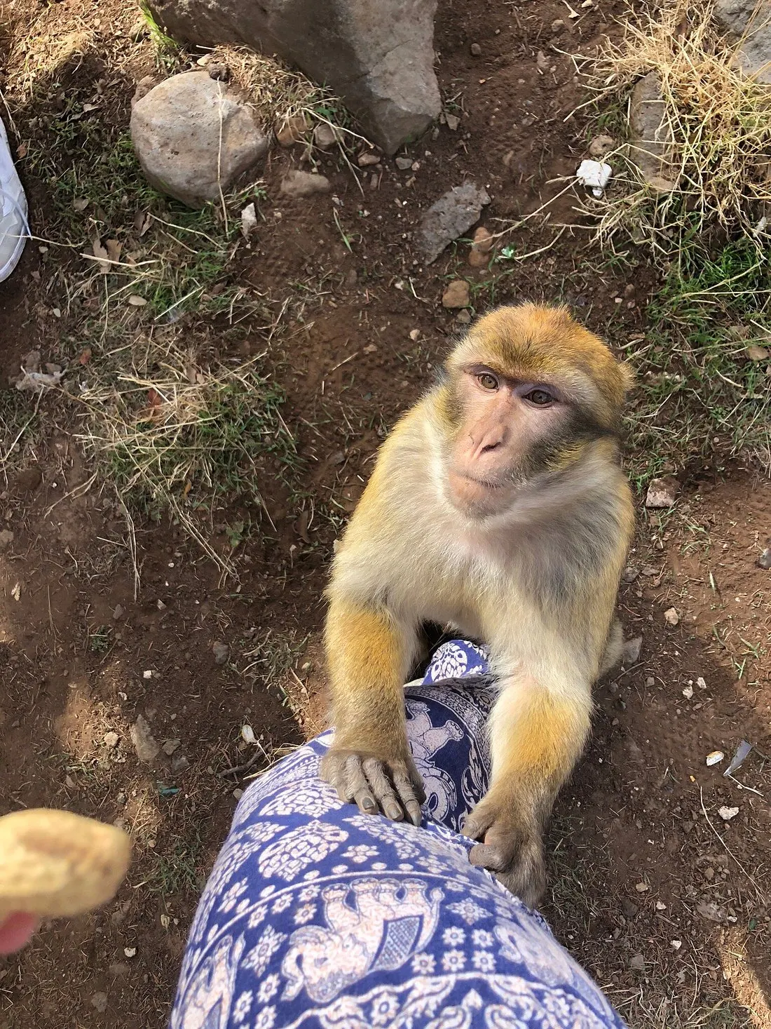 A wild Barbary macaque among the cedar forests of the Middle Atlas