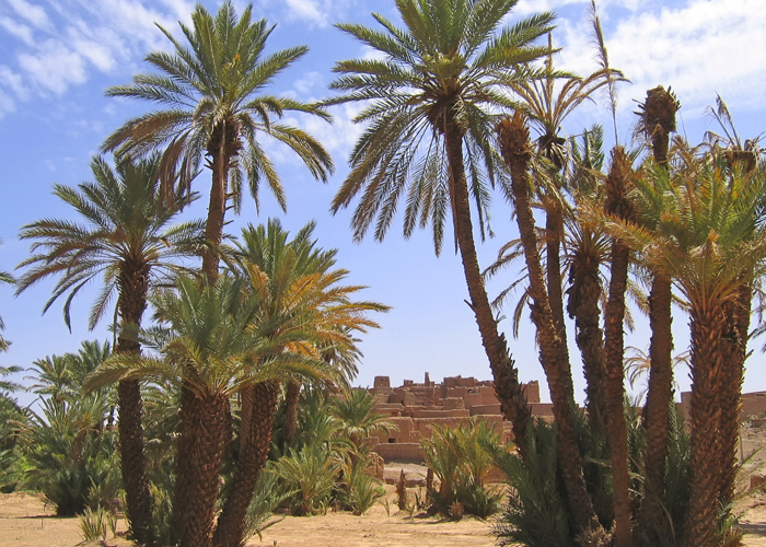 full day trip to skoura oasis palms from ouarzazate